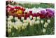 Multi Color Tulip Flowerbeds-Anna Miller-Premier Image Canvas