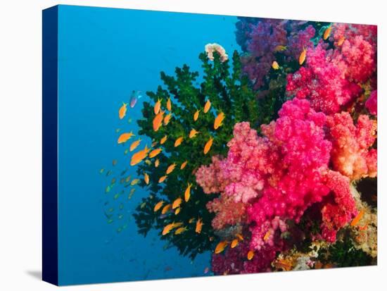 Multicolor Soft Corals, Coral Reef, Bligh Water Area, Viti Levu, Fiji Islands, South Pacific-Michele Westmorland-Premier Image Canvas