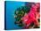 Multicolor Soft Corals, Coral Reef, Bligh Water Area, Viti Levu, Fiji Islands, South Pacific-Michele Westmorland-Premier Image Canvas
