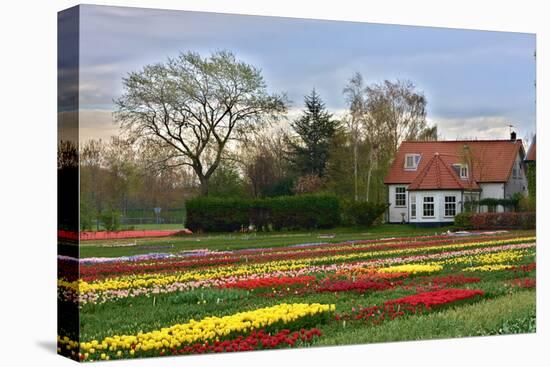 Multicolored Tulips Field in Keukenhof, the Netherlands-sborisov-Premier Image Canvas