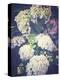 Multicoloured Blossoming Hydrangeas (Hydrangea-Frina-Premier Image Canvas