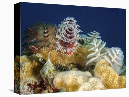 Multiple Christmas Tree Worms, Curacao-Stocktrek Images-Premier Image Canvas