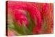 Multiple-Exposure of Bouquet of Red Tulip Flowers-Rona Schwarz-Premier Image Canvas
