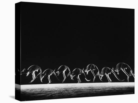 Multiple Exposure of Hopping Kangaroos-Ralph Morse-Premier Image Canvas