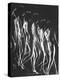 Multiple Exposure of Nude Female Descending Stairs-Gjon Mili-Premier Image Canvas