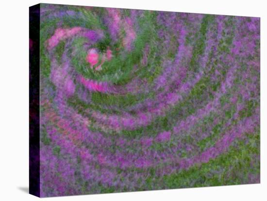 Multiple Exposure Swirl of Purple Petunias, Arlington, Virginia, USA-Corey Hilz-Premier Image Canvas