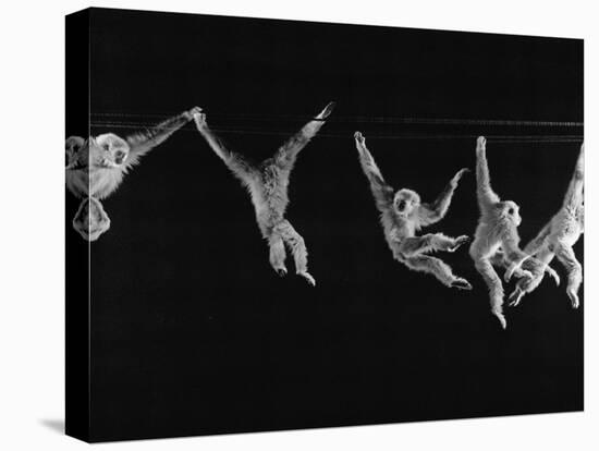 Multiple Exposures of Monkey Swinging-Ralph Morse-Premier Image Canvas