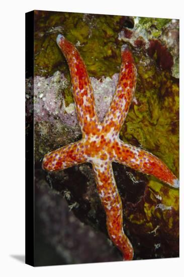 Multipore Sea Star (Linckia Multifora) on Coral Reef, Fiji-Pete Oxford-Premier Image Canvas