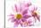 Mums flowers against white background-null-Stretched Canvas