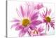 Mums flowers against white background-null-Premier Image Canvas