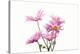 Mums flowers against white background-null-Premier Image Canvas