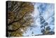 Munich, Bavaria, Germany, Maypole at the Viktualienmarkt (Food Market-Bernd Wittelsbach-Premier Image Canvas