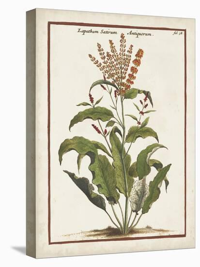 Munting Botanicals I-Abraham Munting-Stretched Canvas