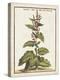 Munting Botanicals IV-Abraham Munting-Stretched Canvas