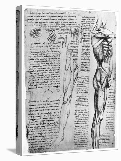 Muscle Studies, Late 15th or Early 16th Century-Leonardo da Vinci-Premier Image Canvas