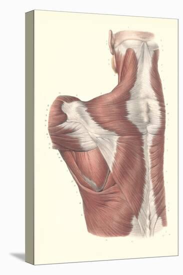 Muscles of the Back-null-Stretched Canvas