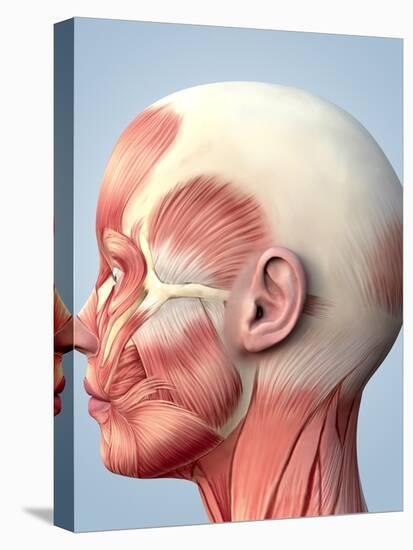 Muscular System of the Head-Roger Harris-Premier Image Canvas