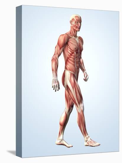 Muscular System-Roger Harris-Premier Image Canvas