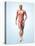 Muscular System-Roger Harris-Premier Image Canvas