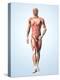 Muscular System-Roger Harris-Premier Image Canvas
