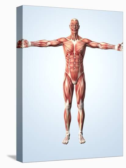 Muscular System-Roger Harris-Premier Image Canvas