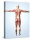 Muscular System-Roger Harris-Premier Image Canvas