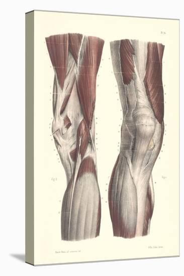 Musculature of the Knee Area-null-Stretched Canvas