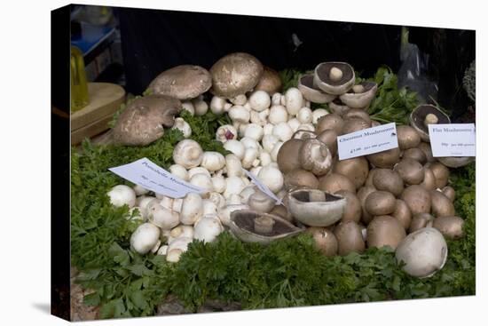 Mushroom Display-Natalie Tepper-Stretched Canvas