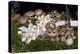 Mushroom Display-Natalie Tepper-Stretched Canvas