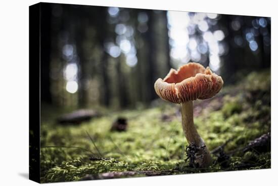 Mushroom in the undergrowth with moss, Trentino-Alto Adige, Italy, Europe-Francesco Fanti-Premier Image Canvas