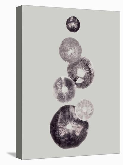 Mushroom Light Grey-Pernille Folcarelli-Stretched Canvas