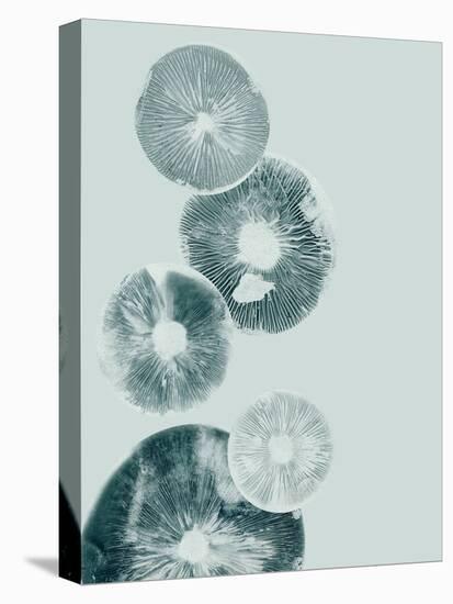 Mushroom Light Teal-Pernille Folcarelli-Stretched Canvas