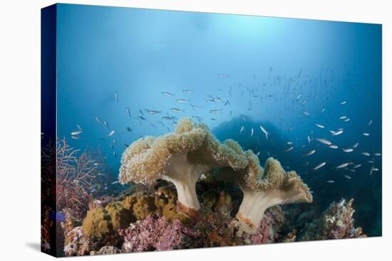 Mushroom Soft Corals (Sarcophyton), Raja Ampat, West Papua, Indonesia-Reinhard Dirscherl-Premier Image Canvas