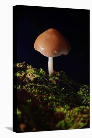 Mushroom-Gordon Semmens-Premier Image Canvas