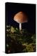 Mushroom-Gordon Semmens-Premier Image Canvas