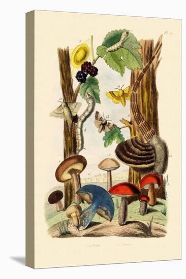 Mushrooms, 1833-39-null-Premier Image Canvas