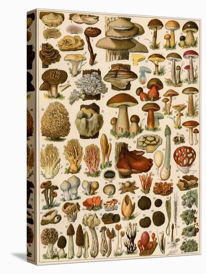 Mushrooms and Other Fungi-null-Premier Image Canvas