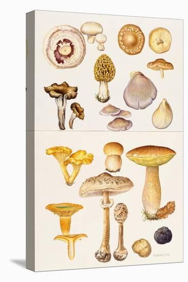 Mushrooms and Truffles-Elizabeth Rice-Premier Image Canvas