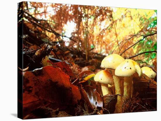 Mushrooms Growing Among Autumn Leaves, Jasmund National Park, Island of Ruegen, Germany-Christian Ziegler-Premier Image Canvas