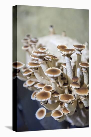 Mushrooms, Saumur, Loire Valley, France-Lisa S. Engelbrecht-Premier Image Canvas