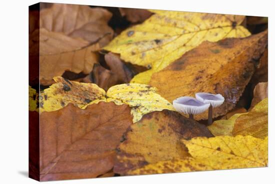 Mushrooms Sprout Between Coloured Autumn Foliage on the Forest Floor-Uwe Steffens-Premier Image Canvas