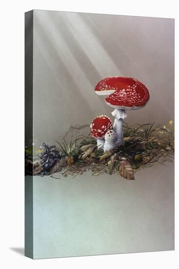 Mushrooms-Harro Maass-Premier Image Canvas