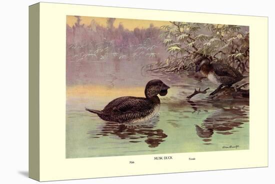 Musk Duck-Allan Brooks-Stretched Canvas