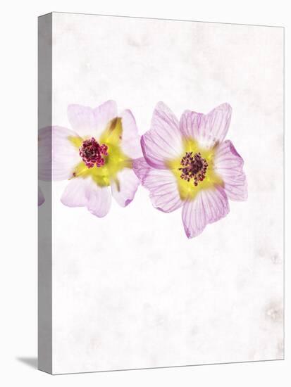 Musk Mallow, Mallow, Malva Moschata, Blossoms, Rose, Yellow-Axel Killian-Premier Image Canvas