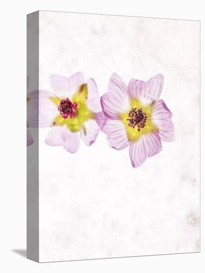 Musk Mallow, Mallow, Malva Moschata, Blossoms, Rose, Yellow-Axel Killian-Premier Image Canvas