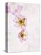 Musk Mallow, Mallow, Malva Moschata, Blossoms, Rose, Yellow-Axel Killian-Premier Image Canvas