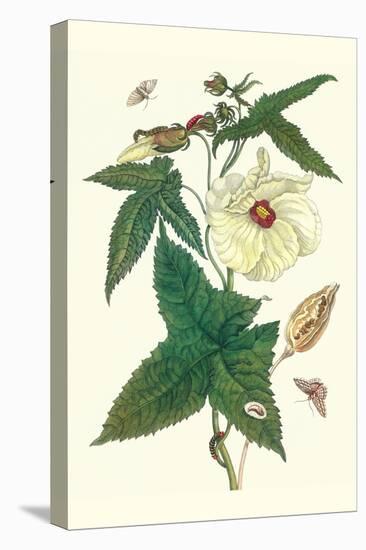 Musk Okra with Tetrio Sphinx-Maria Sibylla Merian-Stretched Canvas