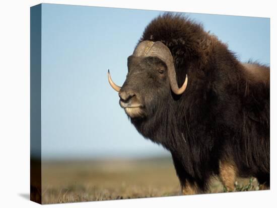 Musk Ox Bull on the North Slope of the Brooks Range, Alaska, USA-Steve Kazlowski-Premier Image Canvas
