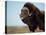 Musk Ox Bull on the North Slope of the Brooks Range, Alaska, USA-Steve Kazlowski-Premier Image Canvas