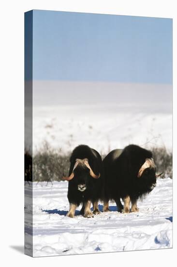 Musk Ox Bull Wildlife, Arctic National Wildlife Refuge, Alaska, USA-Hugh Rose-Premier Image Canvas